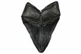Fossil Megalodon Tooth - South Carolina #340286-1